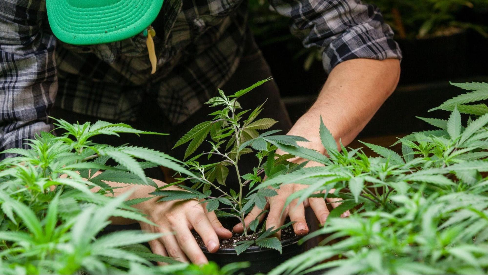 worker growing stuff